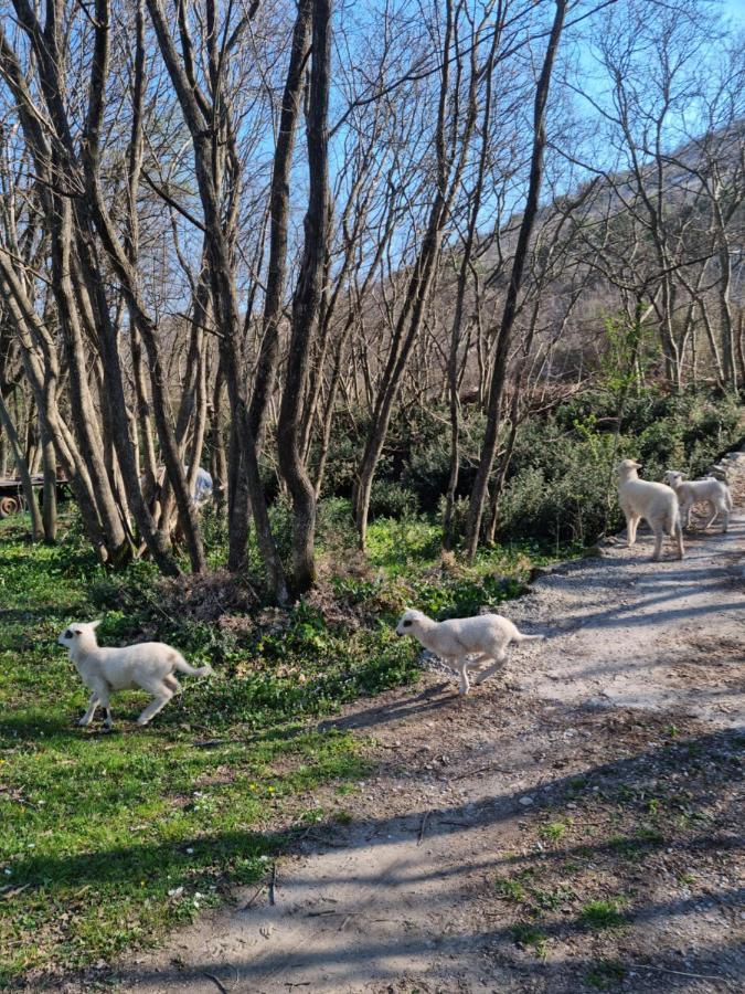 Wolf & Sheep Nature & Adventure Podgorica Extérieur photo