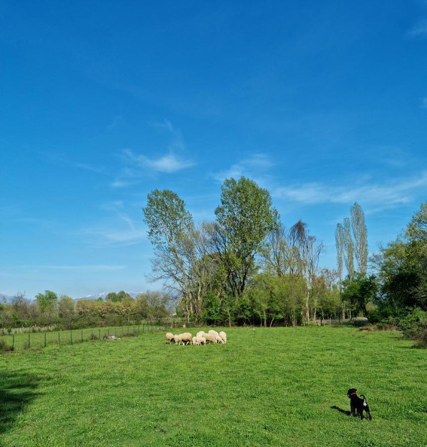 Wolf & Sheep Nature & Adventure Podgorica Extérieur photo